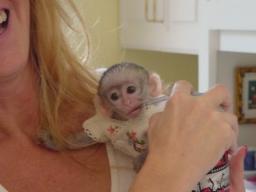 Tamed capuchin monkeys for free adoption