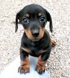 *PURE BREAD MINI DACHSHUND FOR CHRISTMAS*PERFECT GIFT FOR ANYONE ON YOUR LIST*